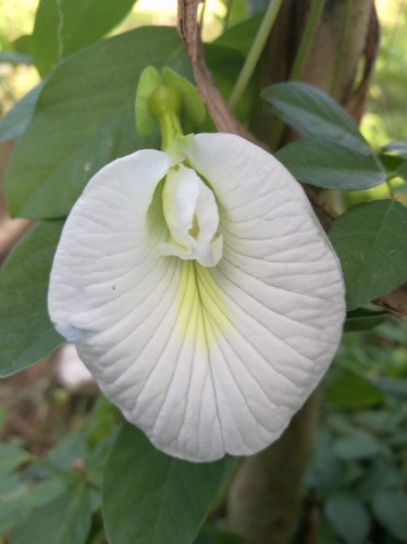 ClitoriaTernateaWhite01.jpg