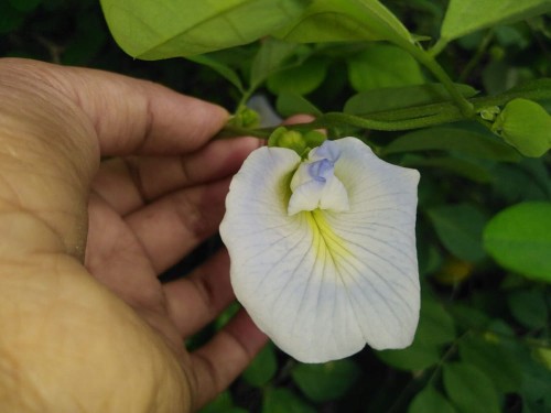 ClitoriaTernateaWhiteBlue05.jpg