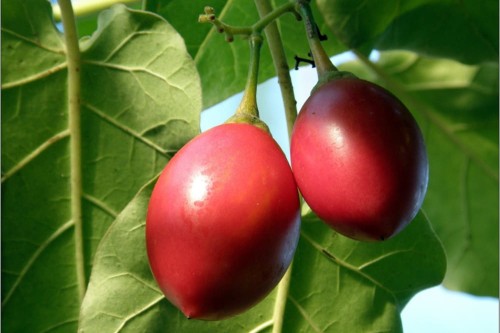 SolanumBetaceum04.jpg