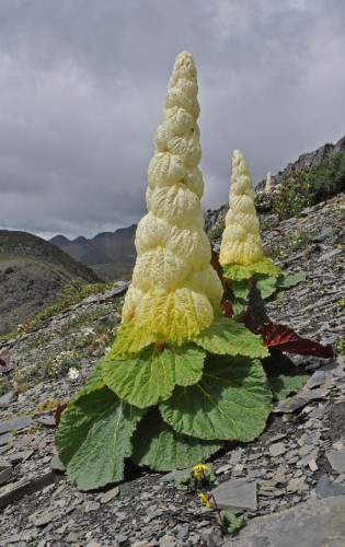 RheumNobile03.jpg