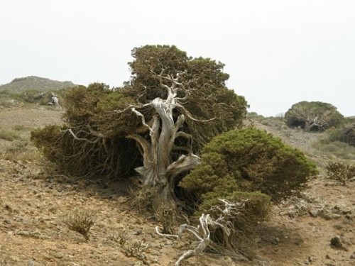 JuniperusTurbinata01.jpg