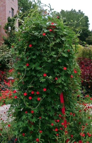 IpomoeaQuamoclit04.jpg