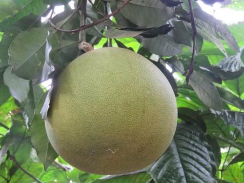 CitrusMaxima01.jpg