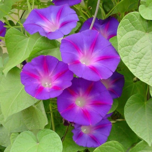IpomoeaPurpurea05.jpg