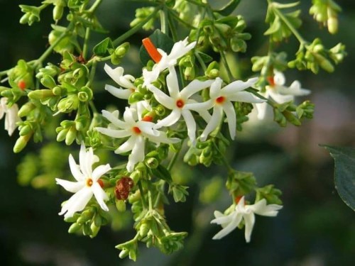 NyctanthesArborTristis02.jpg