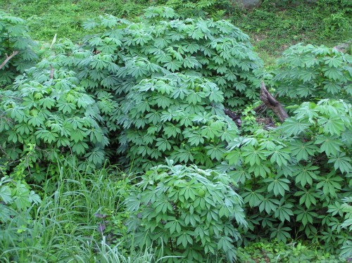 ManihotEsculenta03.jpg
