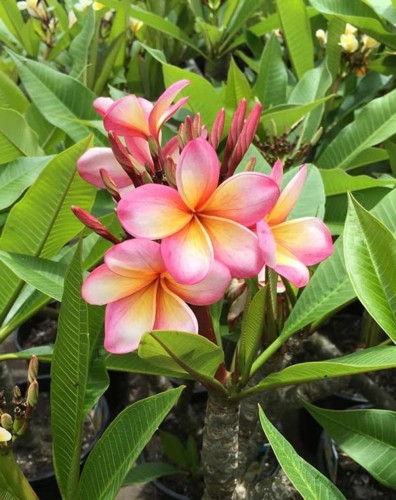 PlumeriaRubra05.jpg