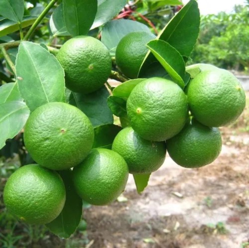 CitrusAurantifolia01.jpg