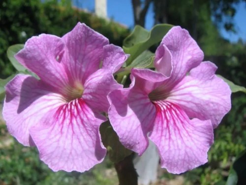 UncarinaStellulifera03.jpg