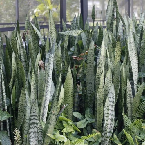 SansevieriaHyacinthoides03.jpg