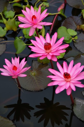 NymphaeaPubescens02.jpg