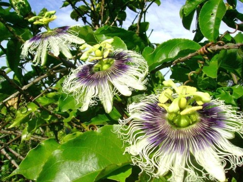 PassifloraEdulis01.jpg