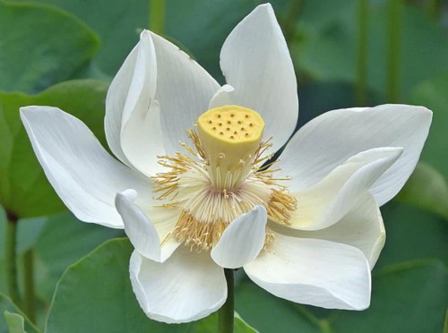 NelumboNuciferaWhite01.jpg