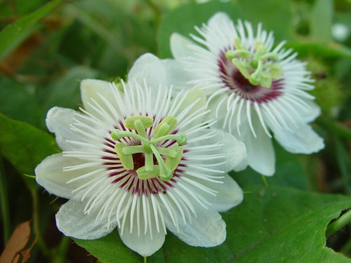 PassifloraFoetida01.jpg