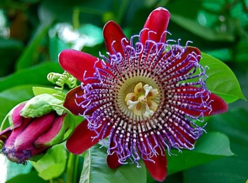 PassifloraQuadrangularis01.jpg