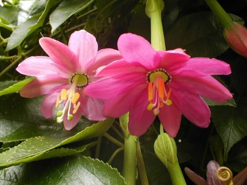 PassifloraTripartita03.jpg