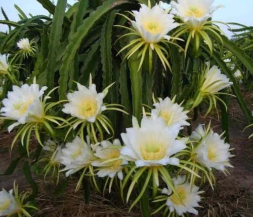 HylocereusMegalanthus04.jpg