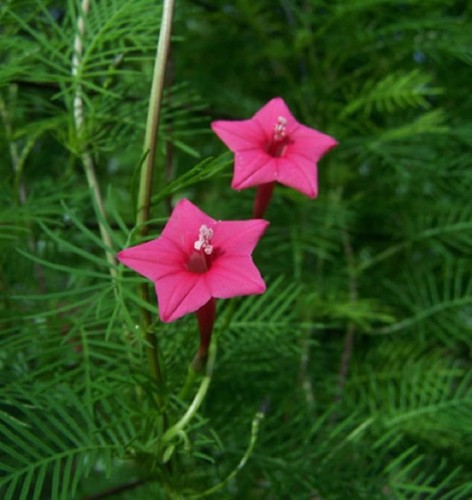 IpomoeaQuamoclit07.jpg