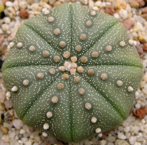 AstrophytumAsterias01.jpg
