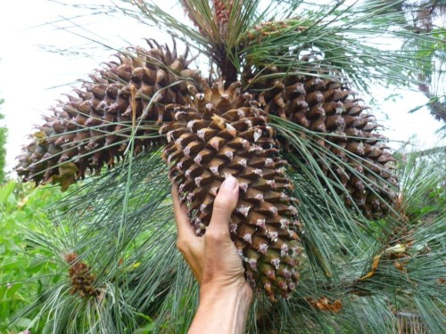 PinusCoulteri02.jpg