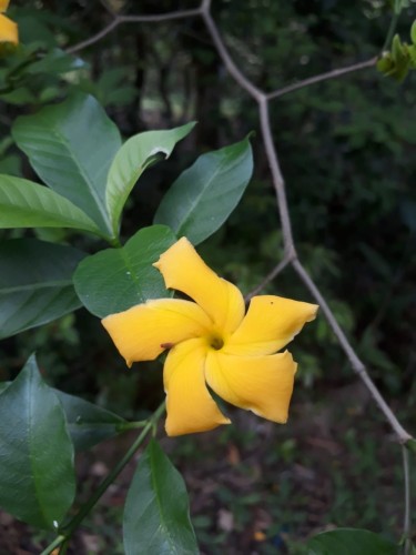 TabernaemontanaGrandiflora01.jpg