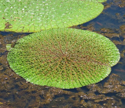 EuryaleFerox03.jpg
