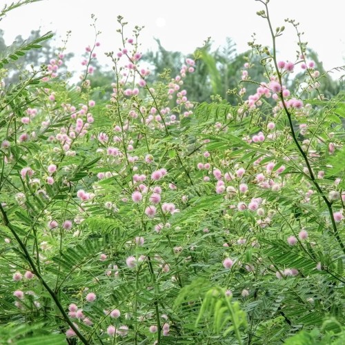 MimosaPigra03.jpg