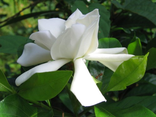 GardeniaGummifera01.jpg