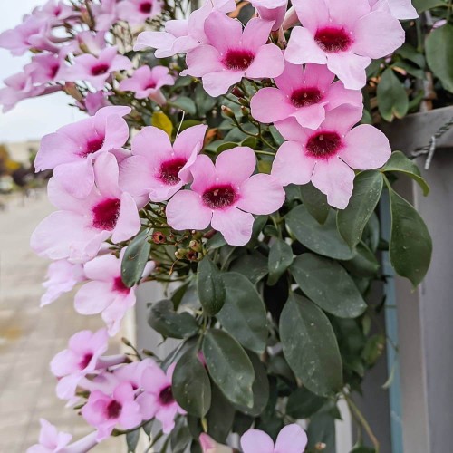 PandoreaJasminoidesPink03.jpg