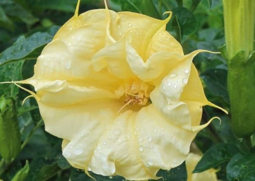 DaturaMetelYellow01.jpg