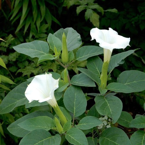 DaturaMetelWhite01.jpg