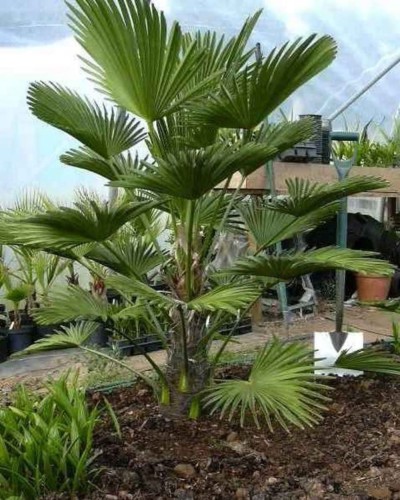 TrachycarpusWagnerianus04.jpg