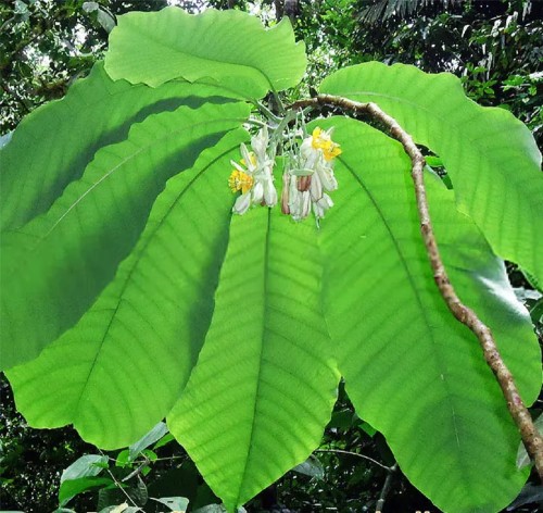 passiflora_macrophylla1.jpg