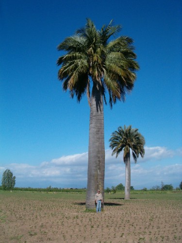 Jubaeachilensis02.jpg