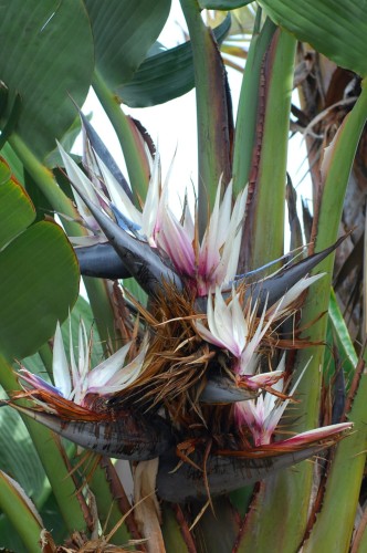 Strelitzia_nicolai_3.jpg