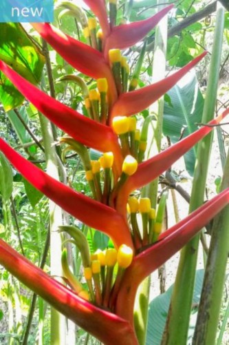 heliconia-subulata-cauca-1_0_1_380x760_38f67.jpg