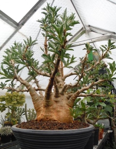 pachypodium-saundersii02.jpg