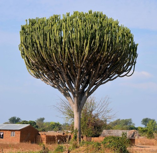 Euphorbiaingens01.jpg