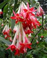 Fuchsiabolivianawhite03.jpg