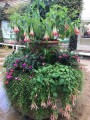Fuchsiabolivianawhite05.jpg