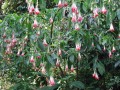 Fuchsiabolivianawhite01.jpg
