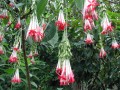 Fuchsiabolivianawhite02.jpg