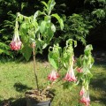 Fuchsiabolivianawhite04.jpg