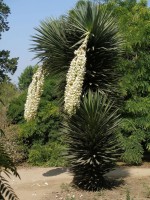 Yucca Filifera 