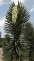 YuccaFilifera03.jpg