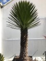 YuccaFilifera05.jpg