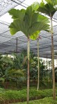 Hydriastele beguinii 'Obi Island'