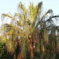 Livistona Decora 