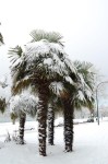 Trachycarpus Fortunei