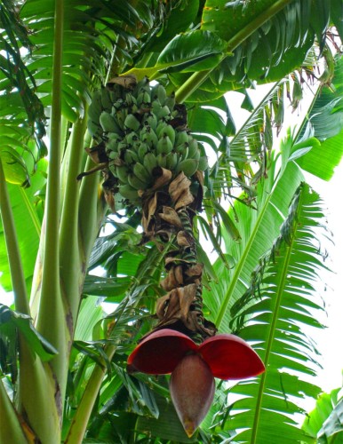 Musabalbisiana01.jpg
